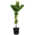Bing Cherry Tree live fruit plant