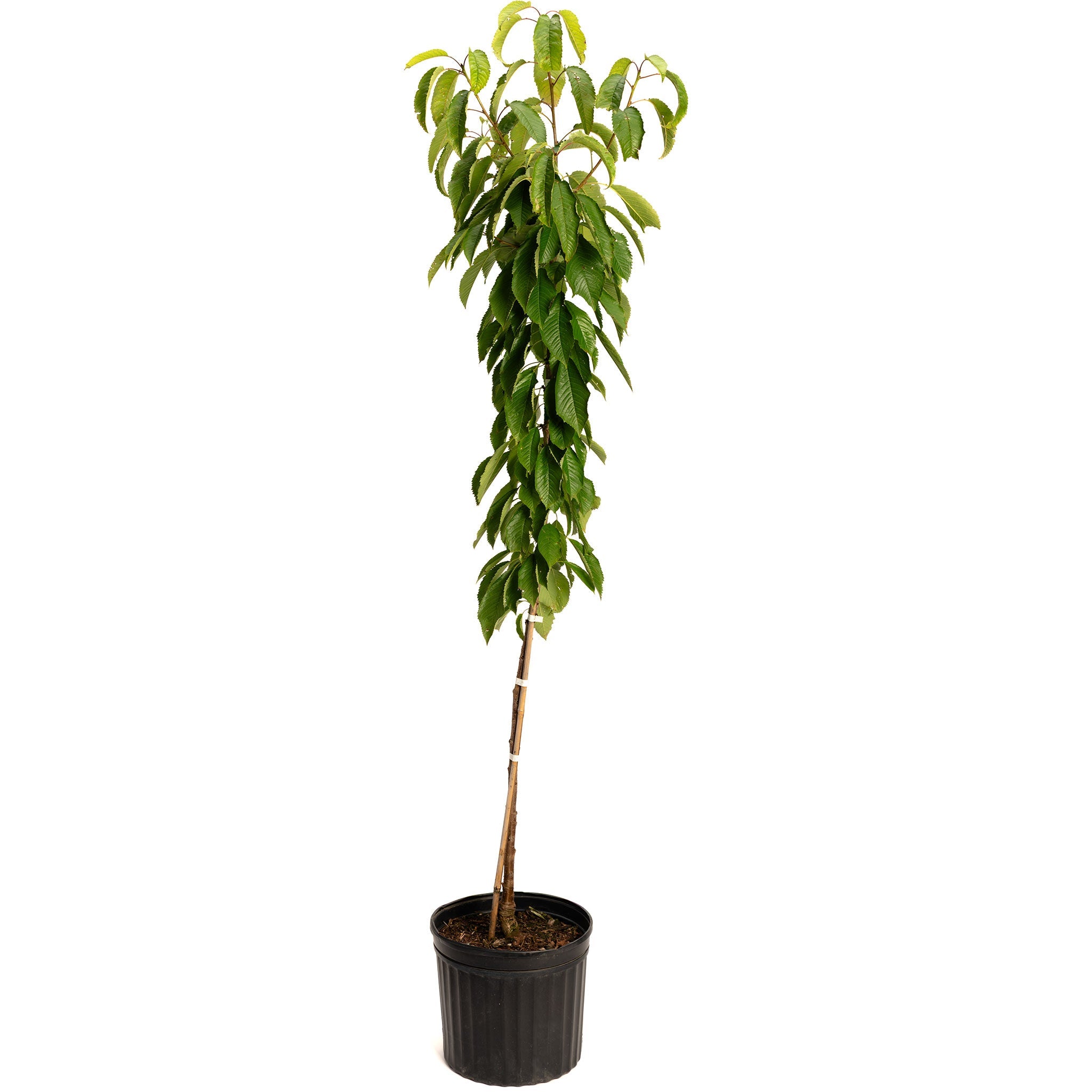 Black Tartarian Cherry Tree live fruit plant