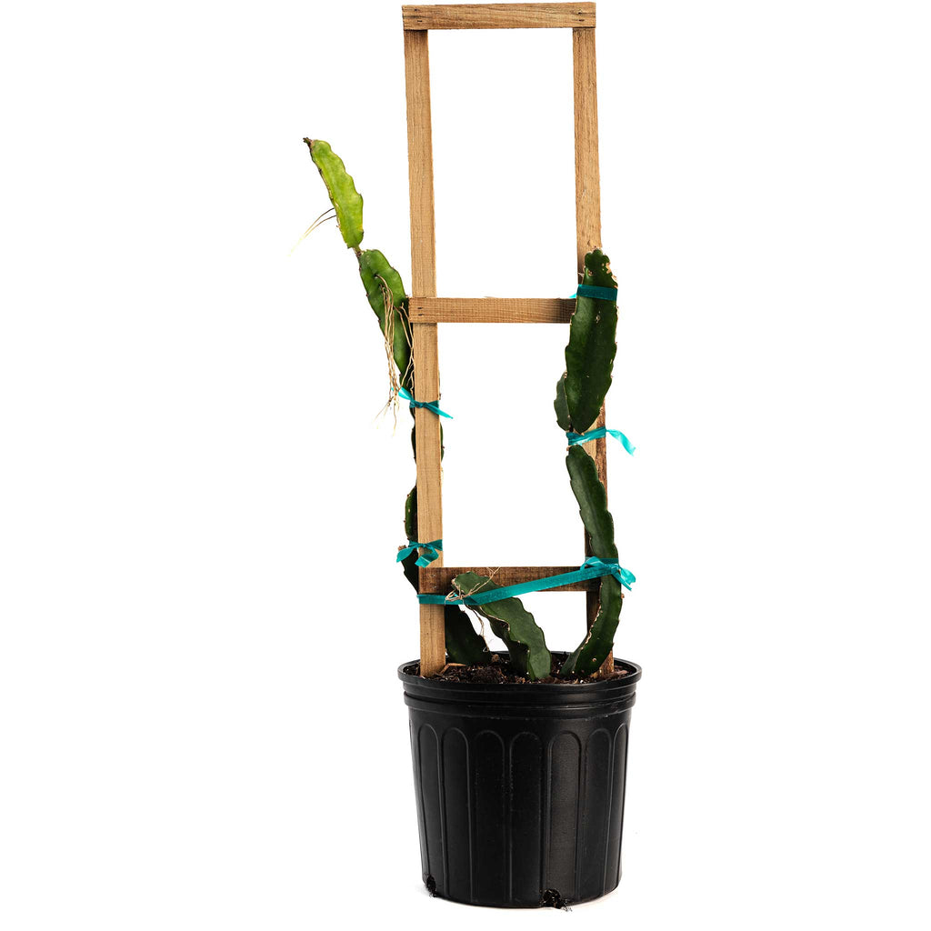 White Dragon Fruit Cactus — Live Fruit Plant live plant
