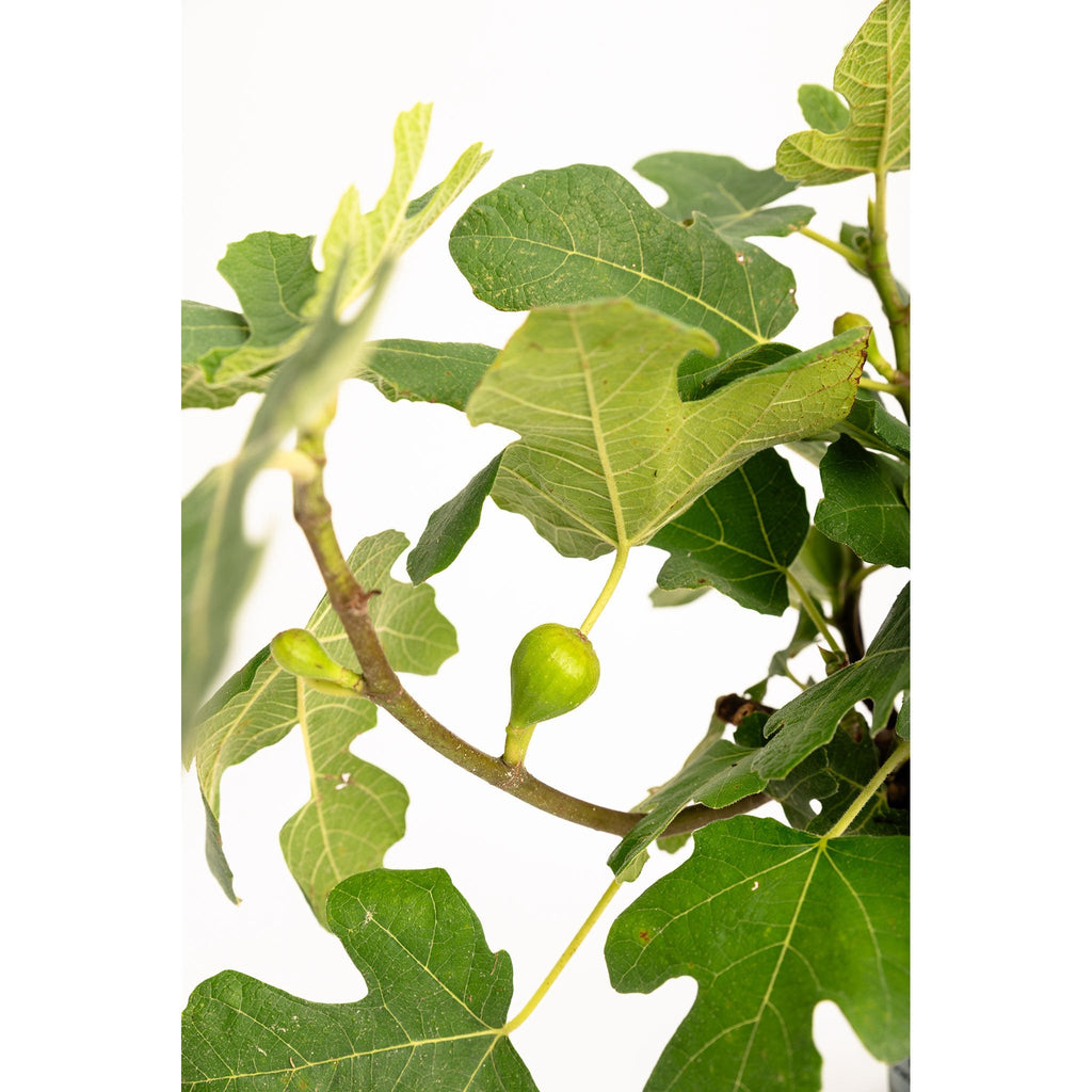 Fignomenal Dwarf Fig Tree — Compact Patio Fig live plant