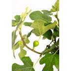 Fignomenal Dwarf Fig Tree — Compact Patio Fig live plant