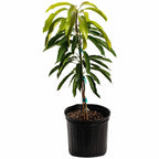 Glenn Mango Tree live fruit plant