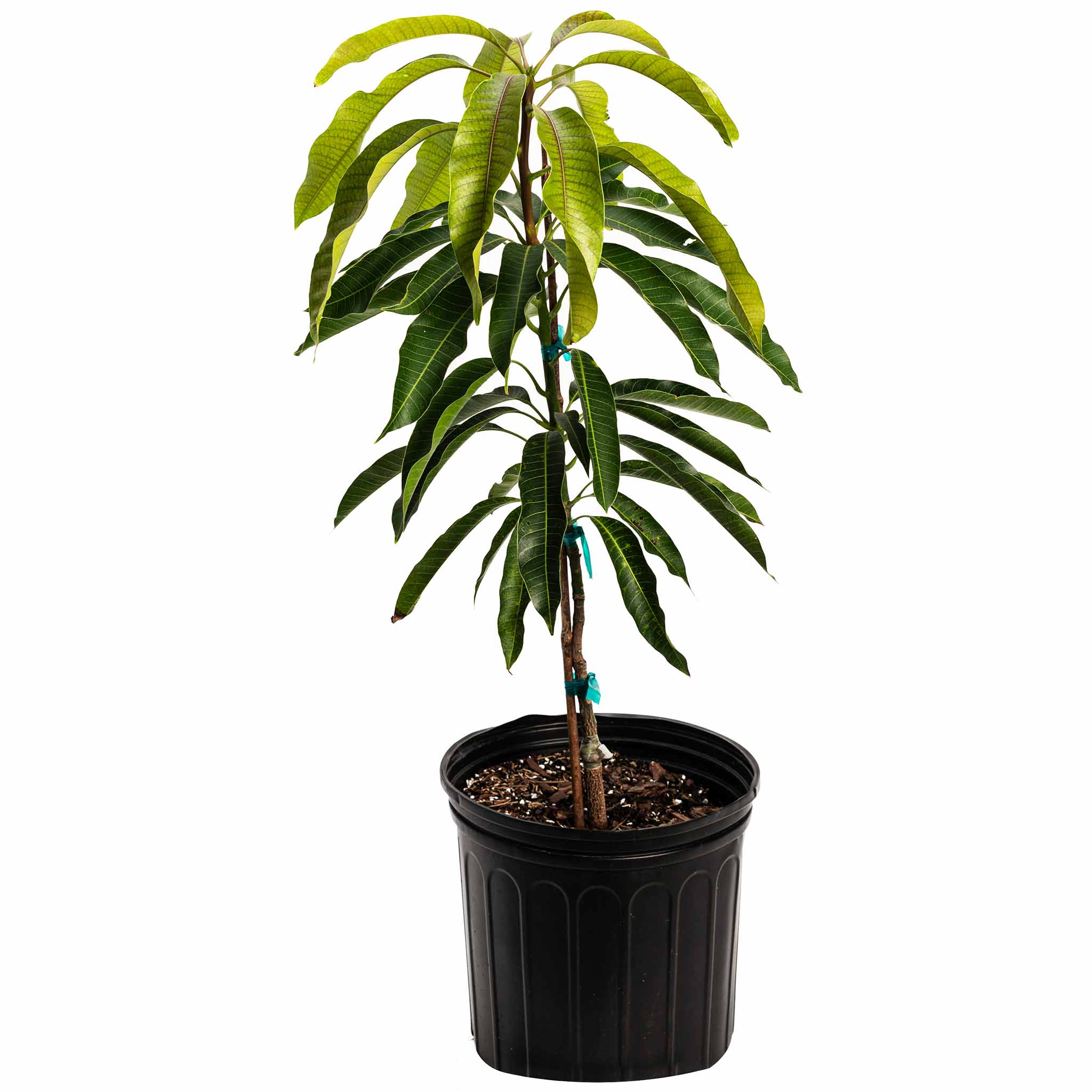 Glenn Mango Tree live fruit plant