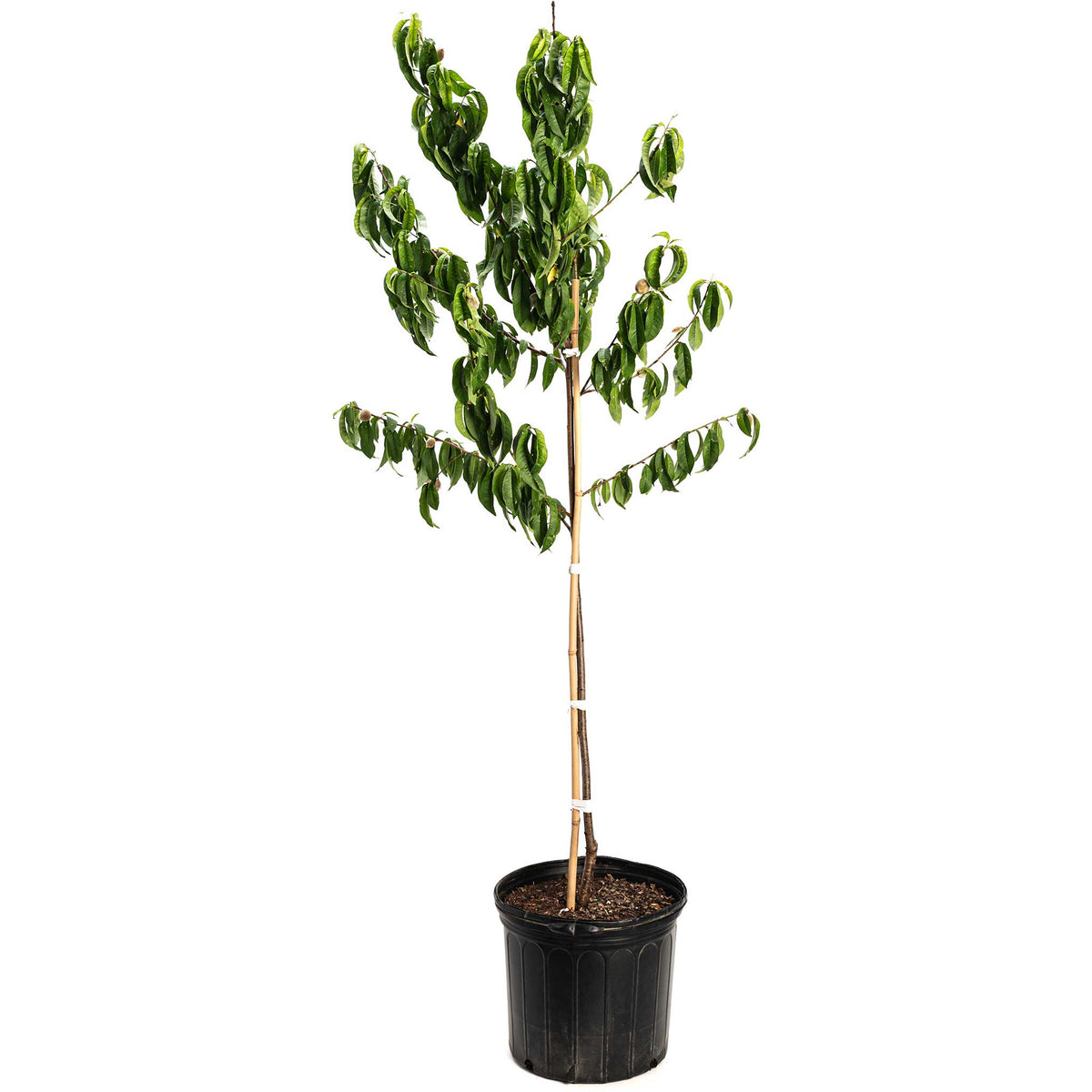 Elberta Peach Tree live fruit plant