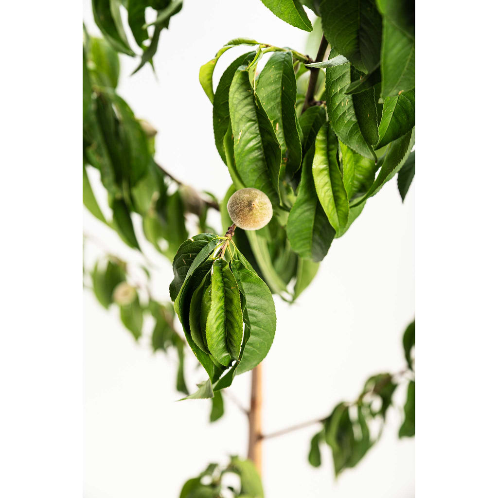 Elberta Peach Tree live fruit plant