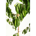 Elberta Peach Tree live fruit plant