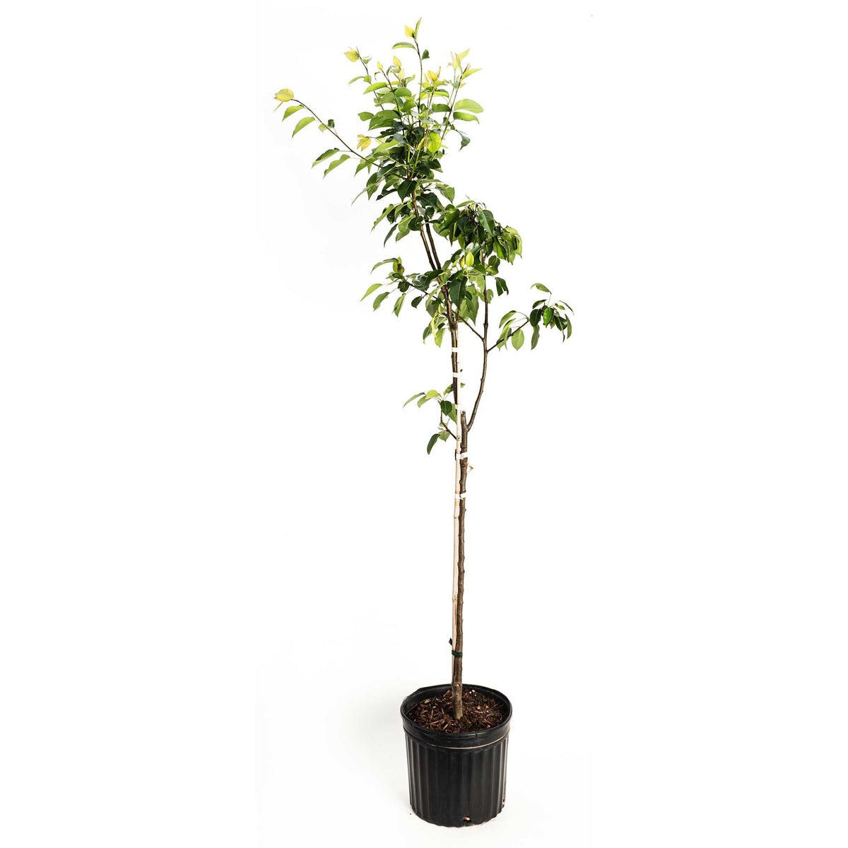 Kieffer Pear Tree live fruit plant