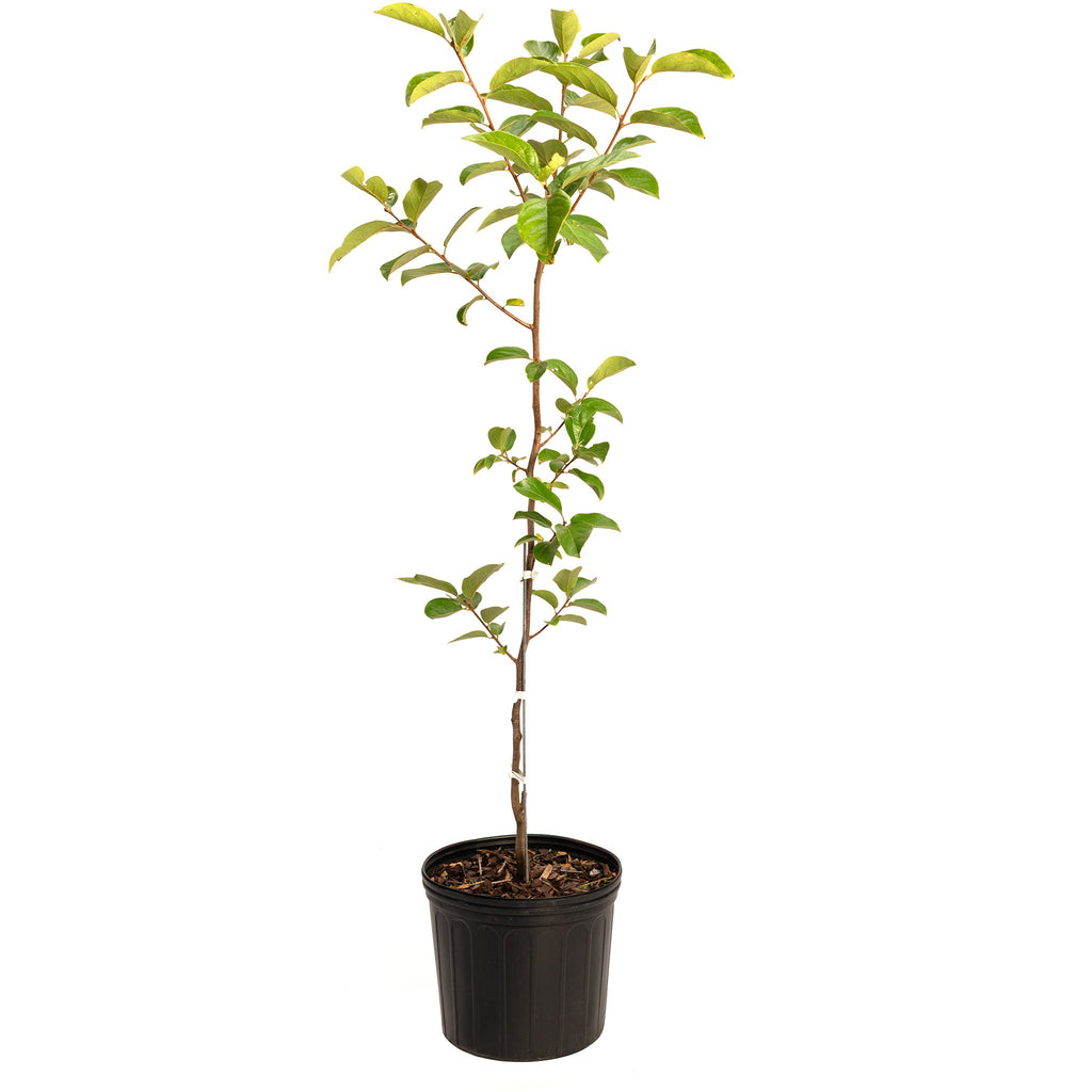 Fuyu Persimmon live fruit plant