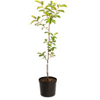 Fuyu Persimmon live fruit plant