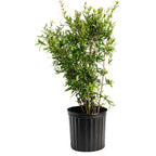 Wonderful Pomegranate Tree — Self-Pollinating Fruit Tree live plant