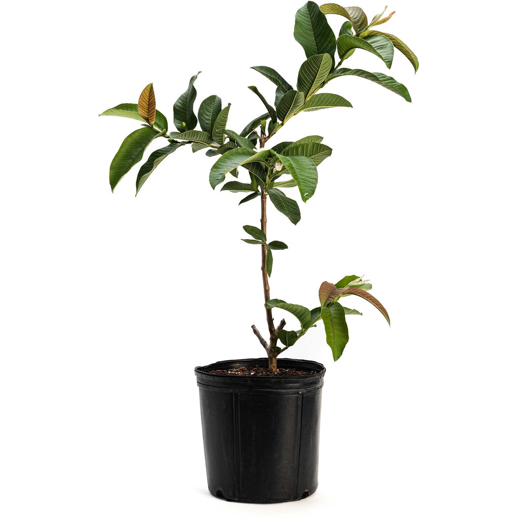 Ruby Supreme Guava Tree — Tropical Pink Guava live plant