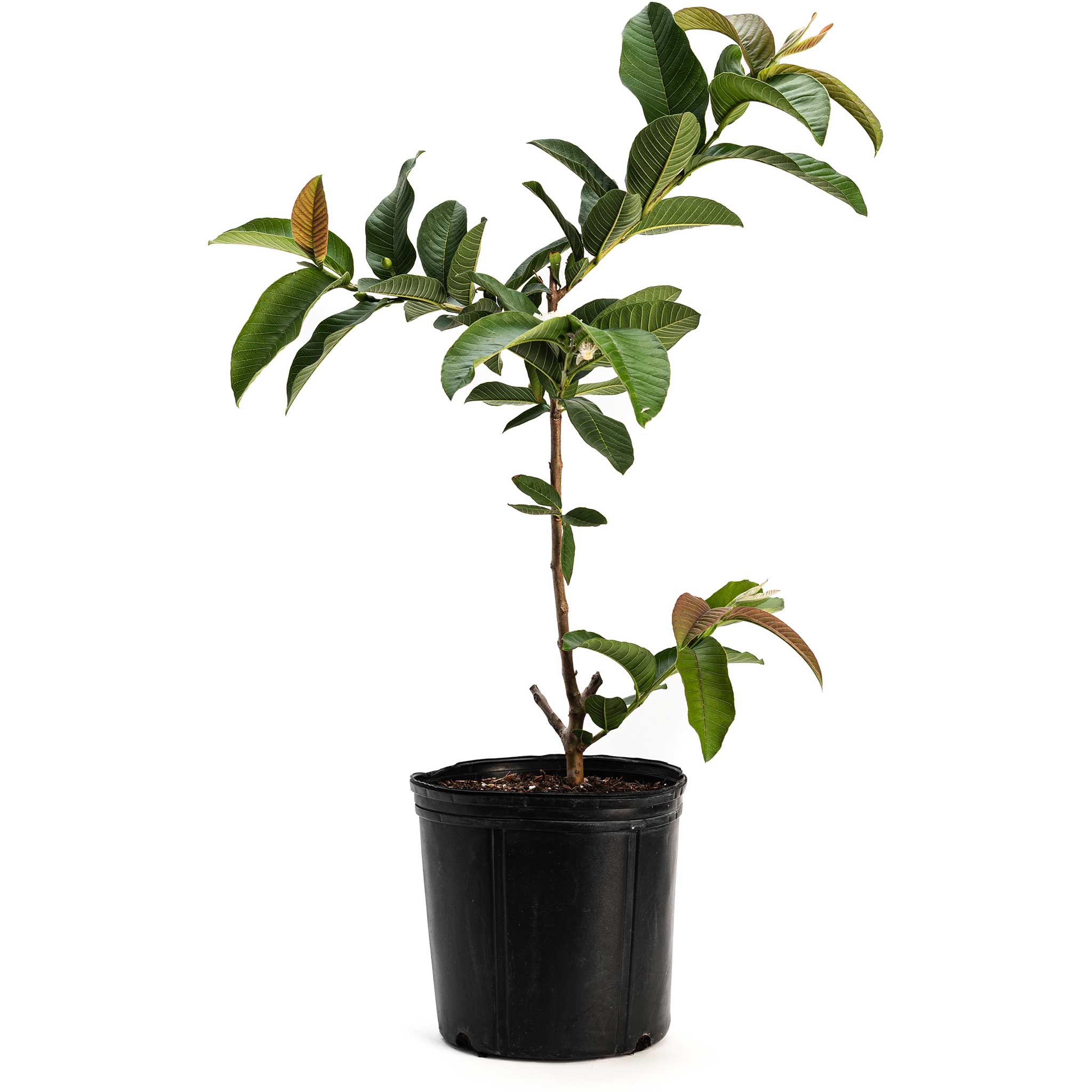 Ruby Supreme Guava Tree — Tropical Pink Guava live plant