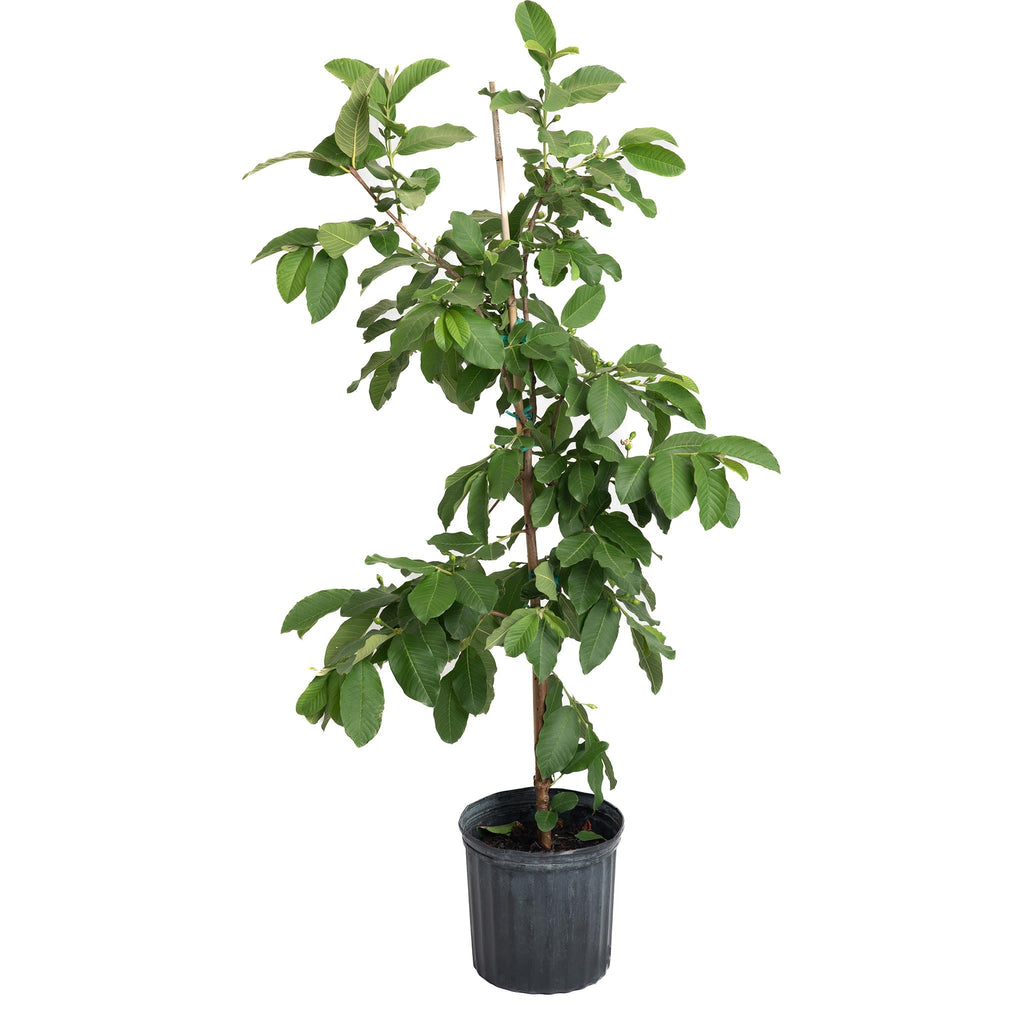 White Guava Tree — Tropical Fruit Tree live plant
