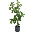 White Guava Tree — Tropical Fruit Tree live plant