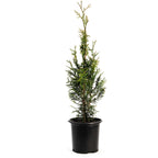 Junior Giant Thuja Tree