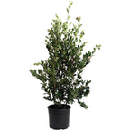 Autumn Rocket Camellia