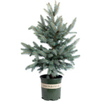 Baby Blue Eyes Spruce