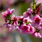 Elberta Peach Tree live fruit plant
