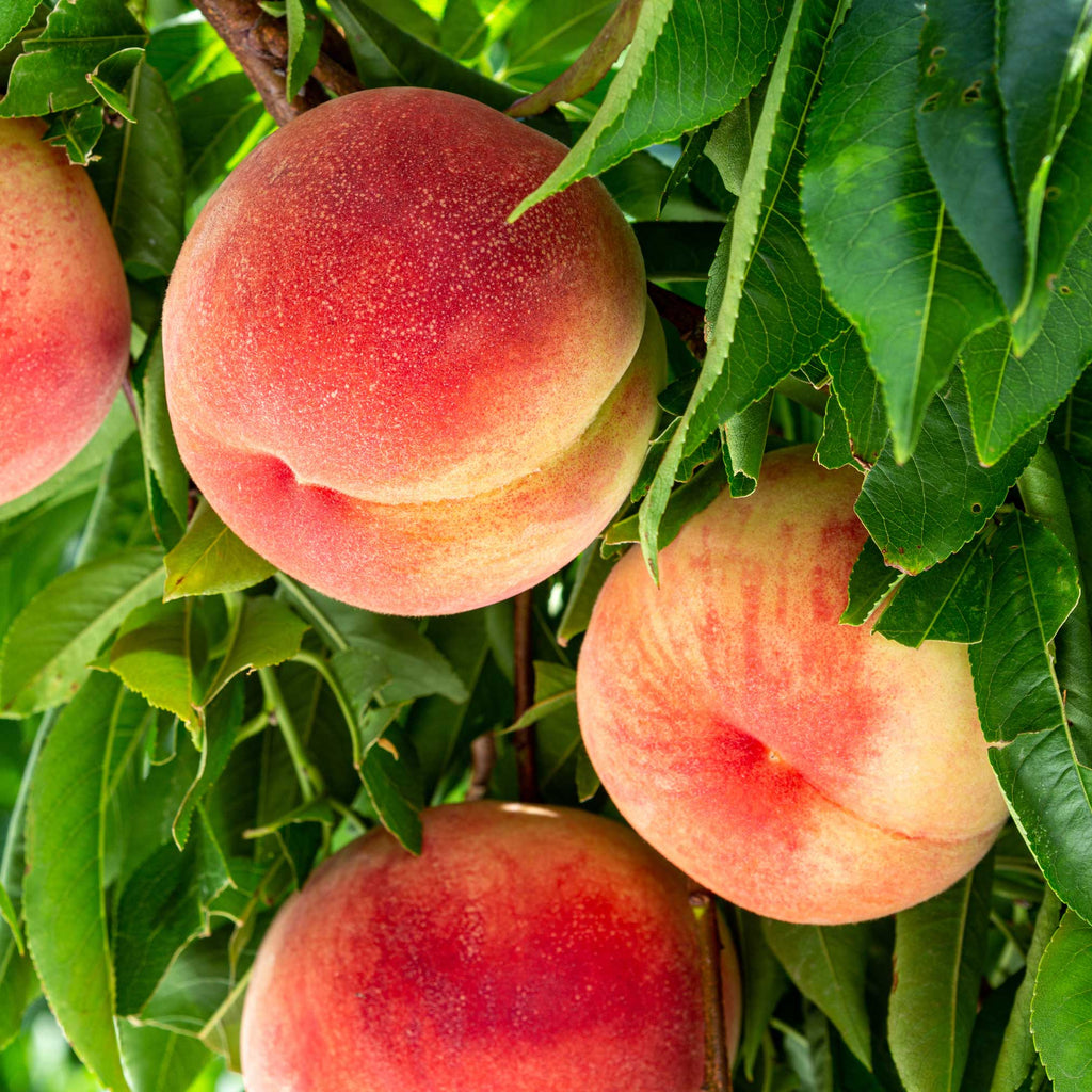 Elberta Peach Tree live fruit plant