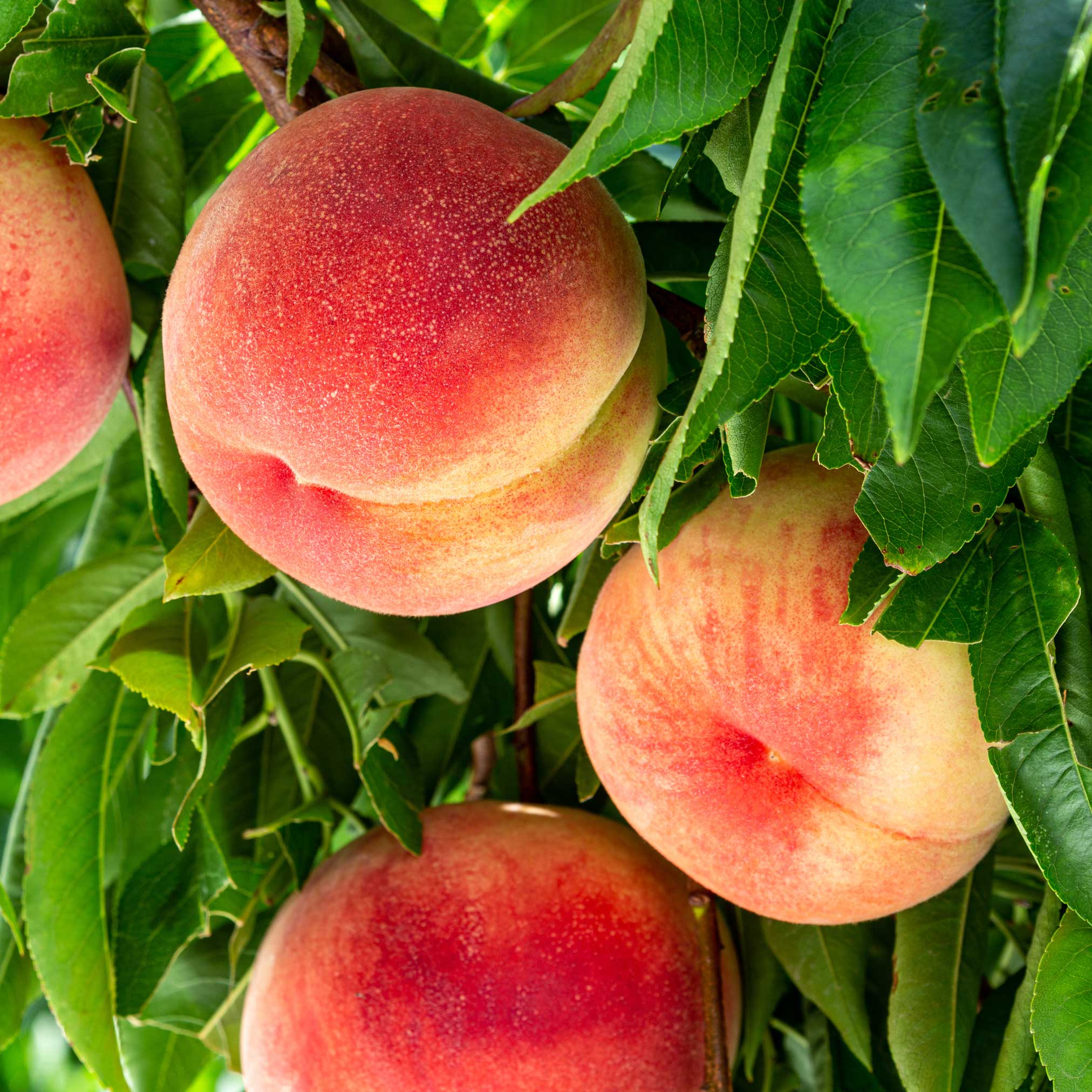 Elberta Peach Tree live fruit plant
