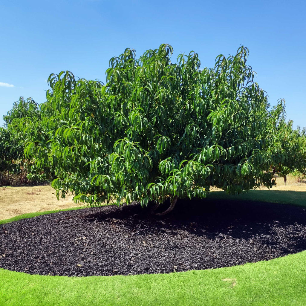Elberta Peach Tree live fruit plant
