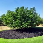 Elberta Peach Tree live fruit plant