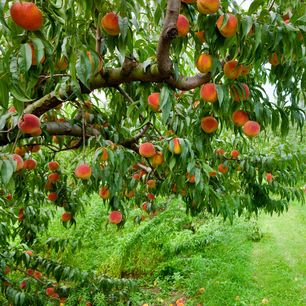 Elberta Peach Tree live fruit plant