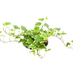 English Ivy 'Eva'