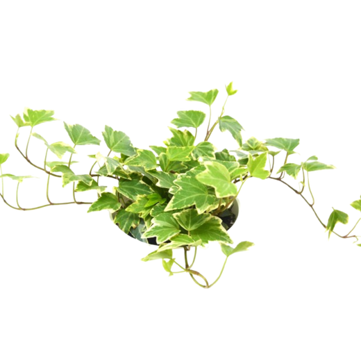 English Ivy 'Eva'