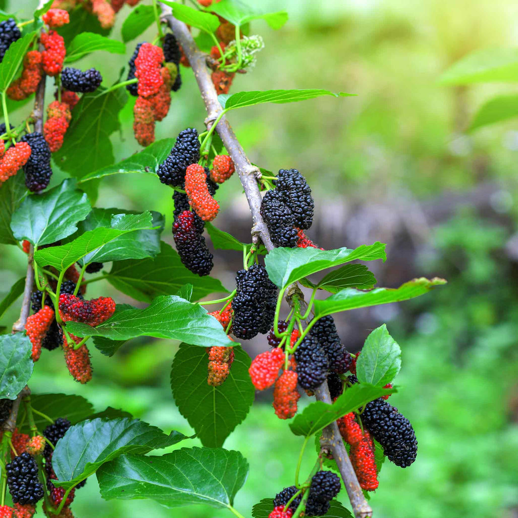 Everbearing Mulberry Tree — Fast-Growing Fruit Tree live plant