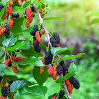 Everbearing Mulberry Tree — Fast-Growing Fruit Tree live plant