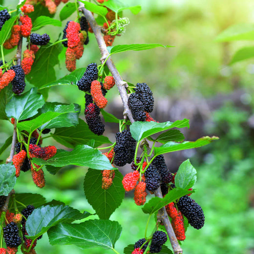 Everbearing Mulberry Tree — Fast-Growing Fruit Tree