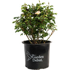 The Champion™ Sunblush Rose