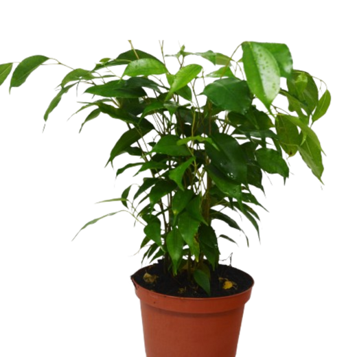 Ficus 'Benjamina' — 6-Inch Pot