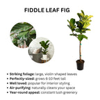 Fiddle Leaf Fig Tree