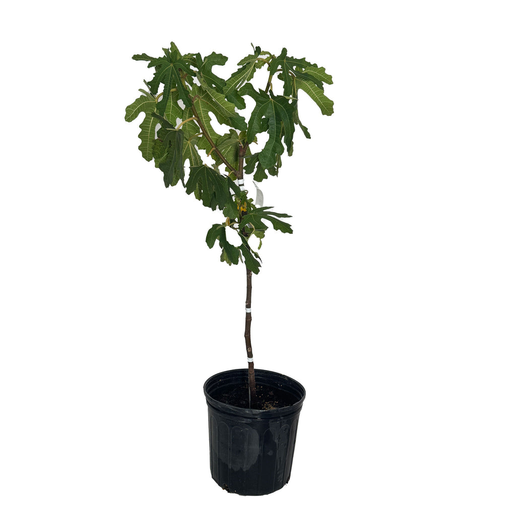 Black Mission Fig Tree — Rich, Jammy Figs live plant
