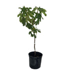 Black Mission Fig Tree — Rich, Jammy Figs live plant