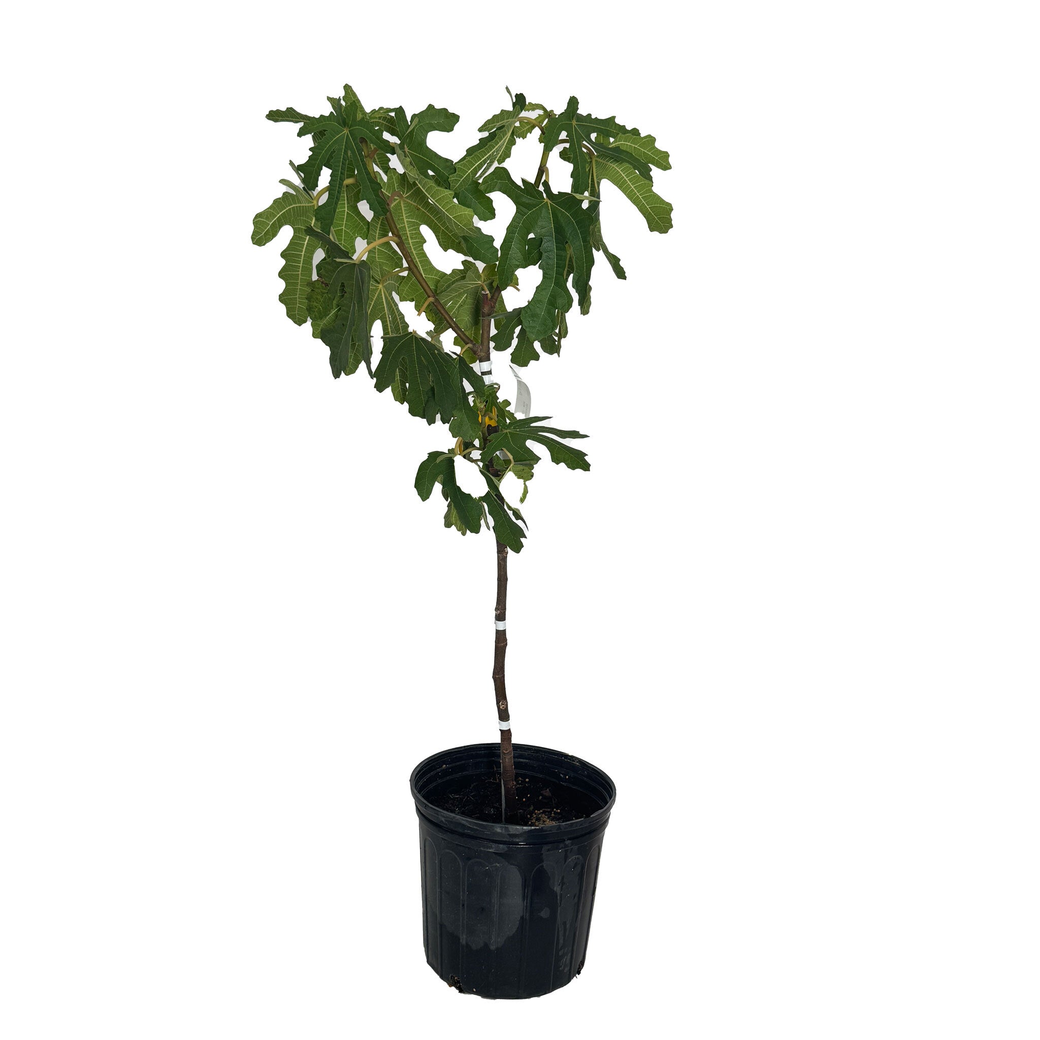 Black Mission Fig Tree — Rich, Jammy Figs live plant