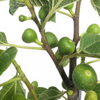 Fignomenal Dwarf Fig Tree — Compact Patio Fig live plant