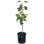 Fignomenal Dwarf Fig Tree — Compact Patio Fig live plant