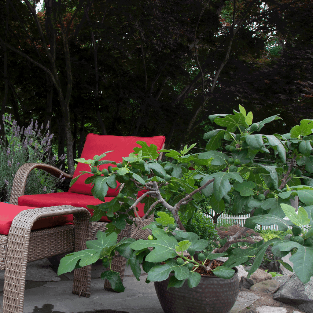 Fignomenal Dwarf Fig Tree — Compact Patio Fig live plant
