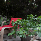 Fignomenal Dwarf Fig Tree — Compact Patio Fig live plant