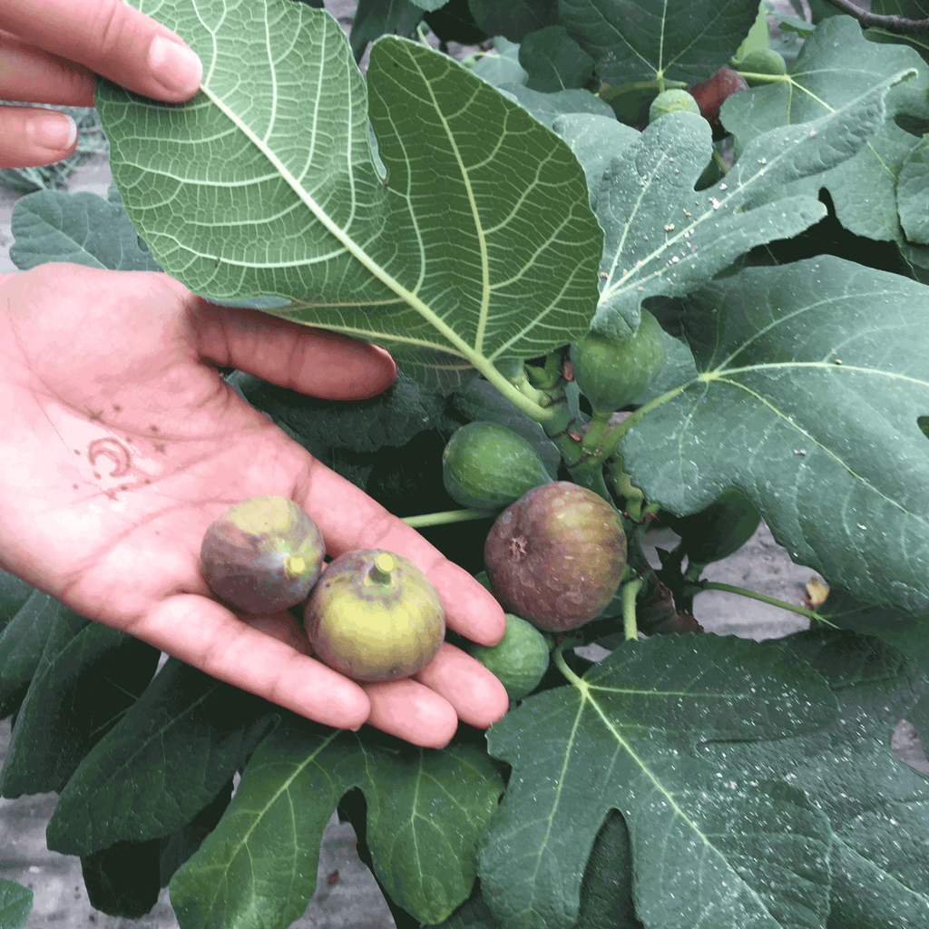 Fignomenal Dwarf Fig Tree — Compact Patio Fig live plant
