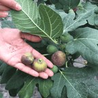 Fignomenal Dwarf Fig Tree — Compact Patio Fig live plant