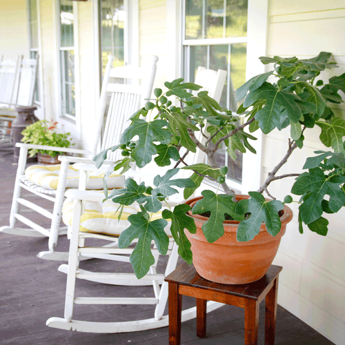Fignomenal Dwarf Fig Tree — Compact Patio Fig