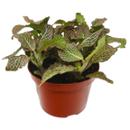 Fittonia 'Pink'