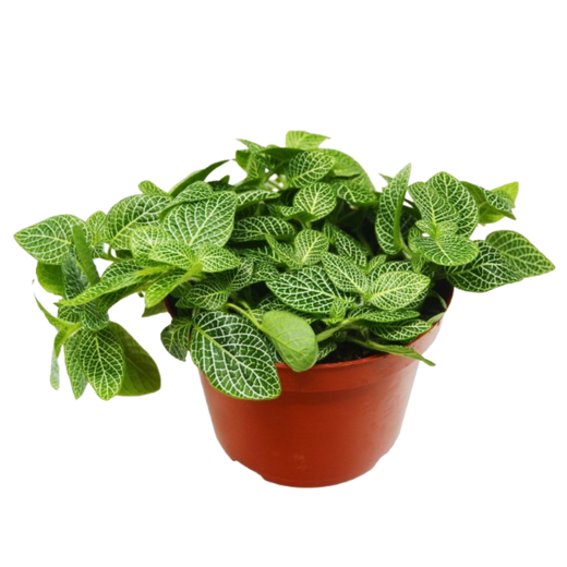 Fittonia 'White Nerve Plant' — 6-Inch Pot