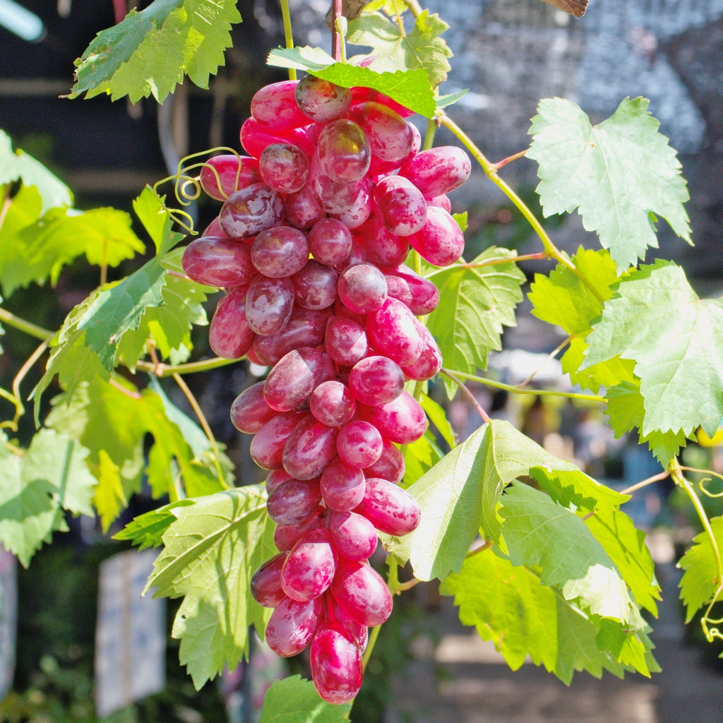 Flame Red Seedless Grape live fruit plant