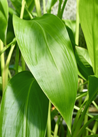 Golden Canna — Yellow-Flowering Pond Plant