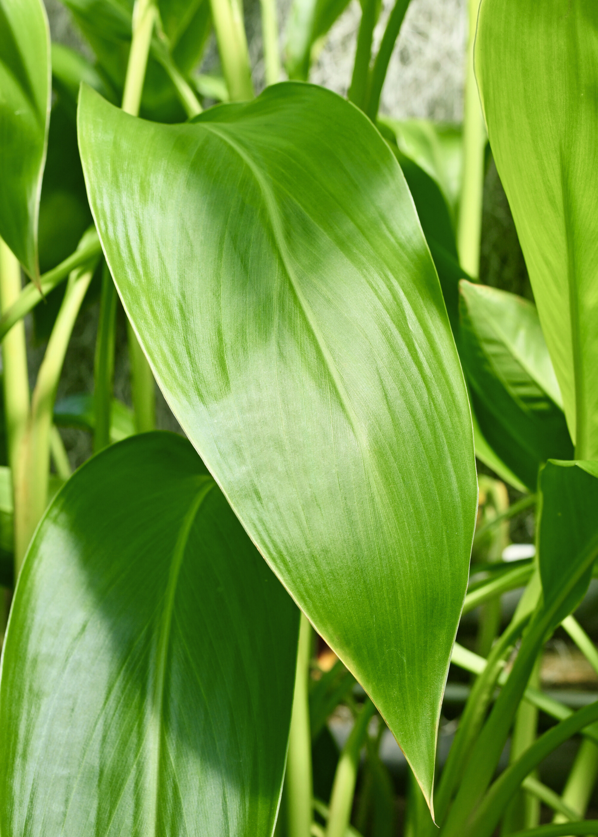 Golden Canna — Yellow-Flowering Pond Plant